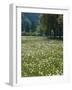 Flowering Meadow, Dandelion Clocks, Trees, Edge of the Forest-Thonig-Framed Photographic Print