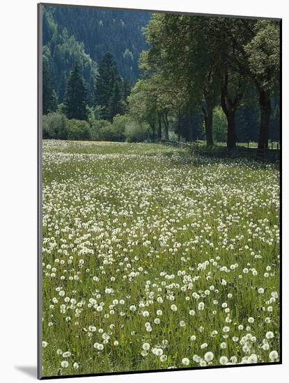 Flowering Meadow, Dandelion Clocks, Trees, Edge of the Forest-Thonig-Mounted Photographic Print