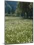 Flowering Meadow, Dandelion Clocks, Trees, Edge of the Forest-Thonig-Mounted Photographic Print