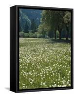 Flowering Meadow, Dandelion Clocks, Trees, Edge of the Forest-Thonig-Framed Stretched Canvas