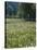 Flowering Meadow, Dandelion Clocks, Trees, Edge of the Forest-Thonig-Stretched Canvas