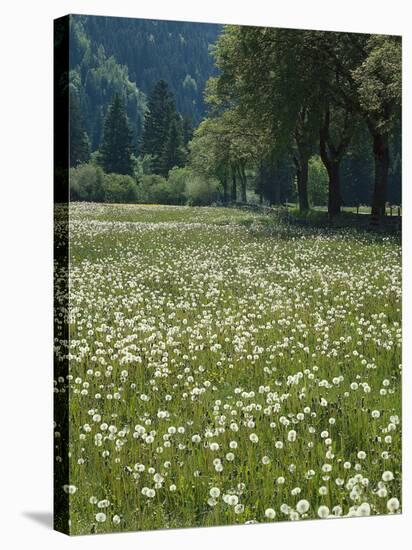Flowering Meadow, Dandelion Clocks, Trees, Edge of the Forest-Thonig-Stretched Canvas