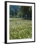 Flowering Meadow, Dandelion Clocks, Trees, Edge of the Forest-Thonig-Framed Photographic Print