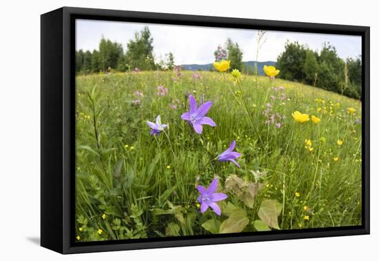 Flowering Meadow with Spreading Bellflower and Buttercup Poloniny Np, East Slovakia, Europe-Wothe-Framed Stretched Canvas