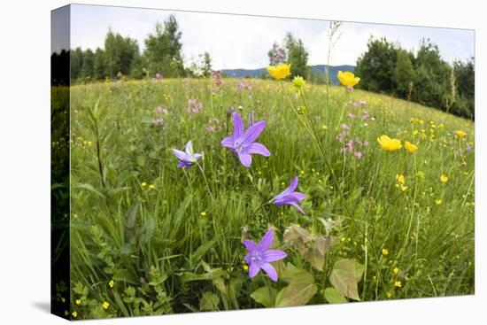 Flowering Meadow with Spreading Bellflower and Buttercup Poloniny Np, East Slovakia, Europe-Wothe-Stretched Canvas