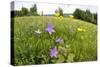 Flowering Meadow with Spreading Bellflower and Buttercup Poloniny Np, East Slovakia, Europe-Wothe-Stretched Canvas