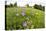 Flowering Meadow with Spreading Bellflower and Buttercup Poloniny Np, East Slovakia, Europe-Wothe-Stretched Canvas