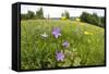 Flowering Meadow with Spreading Bellflower and Buttercup Poloniny Np, East Slovakia, Europe-Wothe-Framed Stretched Canvas