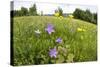 Flowering Meadow with Spreading Bellflower and Buttercup Poloniny Np, East Slovakia, Europe-Wothe-Stretched Canvas