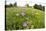 Flowering Meadow with Spreading Bellflower and Buttercup Poloniny Np, East Slovakia, Europe-Wothe-Stretched Canvas