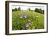 Flowering Meadow with Spreading Bellflower and Buttercup Poloniny Np, East Slovakia, Europe-Wothe-Framed Photographic Print