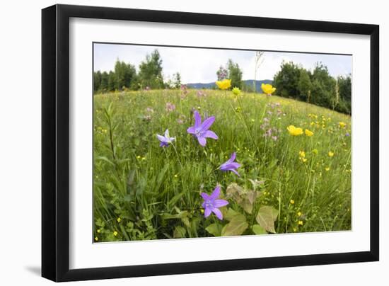 Flowering Meadow with Spreading Bellflower and Buttercup Poloniny Np, East Slovakia, Europe-Wothe-Framed Photographic Print