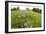 Flowering Meadow with Spreading Bellflower and Buttercup Poloniny Np, East Slovakia, Europe-Wothe-Framed Photographic Print