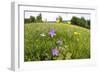 Flowering Meadow with Spreading Bellflower and Buttercup Poloniny Np, East Slovakia, Europe-Wothe-Framed Photographic Print