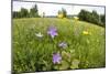 Flowering Meadow with Spreading Bellflower and Buttercup Poloniny Np, East Slovakia, Europe-Wothe-Mounted Photographic Print