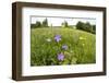 Flowering Meadow with Spreading Bellflower and Buttercup Poloniny Np, East Slovakia, Europe-Wothe-Framed Photographic Print