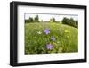 Flowering Meadow with Spreading Bellflower and Buttercup Poloniny Np, East Slovakia, Europe-Wothe-Framed Photographic Print