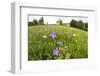 Flowering Meadow with Spreading Bellflower and Buttercup Poloniny Np, East Slovakia, Europe-Wothe-Framed Photographic Print