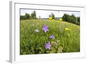 Flowering Meadow with Spreading Bellflower and Buttercup Poloniny Np, East Slovakia, Europe-Wothe-Framed Photographic Print