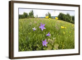 Flowering Meadow with Spreading Bellflower and Buttercup Poloniny Np, East Slovakia, Europe-Wothe-Framed Photographic Print