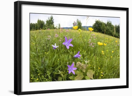 Flowering Meadow with Spreading Bellflower and Buttercup Poloniny Np, East Slovakia, Europe-Wothe-Framed Photographic Print