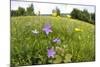 Flowering Meadow with Spreading Bellflower and Buttercup Poloniny Np, East Slovakia, Europe-Wothe-Mounted Photographic Print