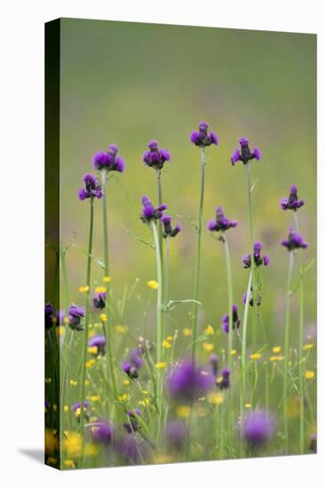 Flowering Meadow with Thistles (Cirsium Rivulare) and Buttercups (Ranunculus) Poloniny Np, Slovakia-Wothe-Stretched Canvas