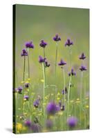 Flowering Meadow with Thistles (Cirsium Rivulare) and Buttercups (Ranunculus) Poloniny Np, Slovakia-Wothe-Stretched Canvas