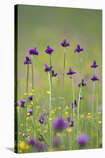 Flowering Meadow with Thistles (Cirsium Rivulare) and Buttercups (Ranunculus) Poloniny Np, Slovakia-Wothe-Stretched Canvas