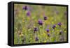 Flowering Meadow with Thistles (Cirsium Rivulare) and Buttercups (Ranunculus) Poloniny Np, Slovakia-Wothe-Framed Stretched Canvas