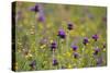 Flowering Meadow with Thistles (Cirsium Rivulare) and Buttercups (Ranunculus) Poloniny Np, Slovakia-Wothe-Stretched Canvas