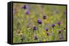 Flowering Meadow with Thistles (Cirsium Rivulare) and Buttercups (Ranunculus) Poloniny Np, Slovakia-Wothe-Framed Stretched Canvas