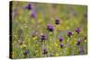 Flowering Meadow with Thistles (Cirsium Rivulare) and Buttercups (Ranunculus) Poloniny Np, Slovakia-Wothe-Stretched Canvas