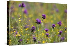 Flowering Meadow with Thistles (Cirsium Rivulare) and Buttercups (Ranunculus) Poloniny Np, Slovakia-Wothe-Stretched Canvas