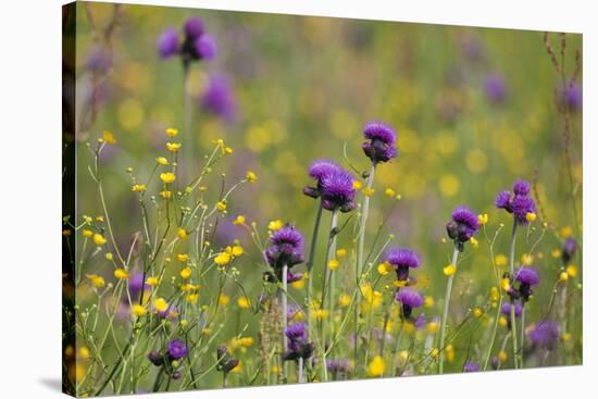 Flowering Meadow with Thistles (Cirsium Rivulare) and Buttercups (Ranunculus) Poloniny Np, Slovakia-Wothe-Stretched Canvas