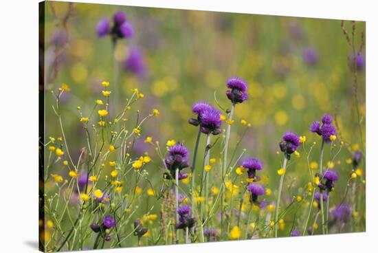 Flowering Meadow with Thistles (Cirsium Rivulare) and Buttercups (Ranunculus) Poloniny Np, Slovakia-Wothe-Stretched Canvas