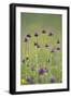 Flowering Meadow with Thistles (Cirsium Rivulare) and Buttercups (Ranunculus) Poloniny Np, Slovakia-Wothe-Framed Photographic Print