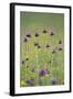 Flowering Meadow with Thistles (Cirsium Rivulare) and Buttercups (Ranunculus) Poloniny Np, Slovakia-Wothe-Framed Photographic Print