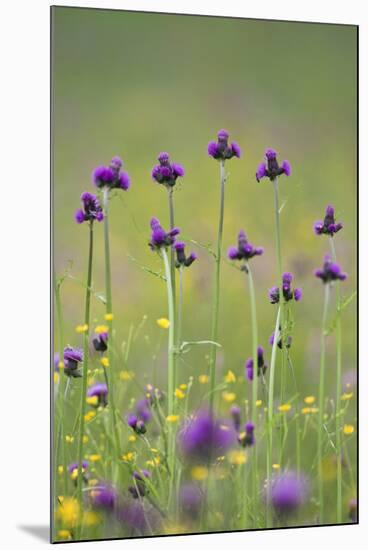 Flowering Meadow with Thistles (Cirsium Rivulare) and Buttercups (Ranunculus) Poloniny Np, Slovakia-Wothe-Mounted Photographic Print