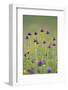 Flowering Meadow with Thistles (Cirsium Rivulare) and Buttercups (Ranunculus) Poloniny Np, Slovakia-Wothe-Framed Photographic Print