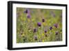 Flowering Meadow with Thistles (Cirsium Rivulare) and Buttercups (Ranunculus) Poloniny Np, Slovakia-Wothe-Framed Photographic Print