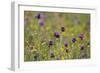 Flowering Meadow with Thistles (Cirsium Rivulare) and Buttercups (Ranunculus) Poloniny Np, Slovakia-Wothe-Framed Photographic Print