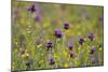 Flowering Meadow with Thistles (Cirsium Rivulare) and Buttercups (Ranunculus) Poloniny Np, Slovakia-Wothe-Mounted Photographic Print