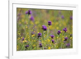 Flowering Meadow with Thistles (Cirsium Rivulare) and Buttercups (Ranunculus) Poloniny Np, Slovakia-Wothe-Framed Photographic Print