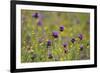 Flowering Meadow with Thistles (Cirsium Rivulare) and Buttercups (Ranunculus) Poloniny Np, Slovakia-Wothe-Framed Photographic Print