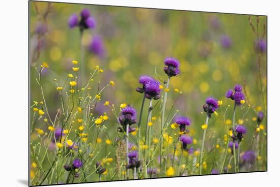 Flowering Meadow with Thistles (Cirsium Rivulare) and Buttercups (Ranunculus) Poloniny Np, Slovakia-Wothe-Mounted Photographic Print