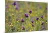 Flowering Meadow with Thistles (Cirsium Rivulare) and Buttercups (Ranunculus) Poloniny Np, Slovakia-Wothe-Mounted Photographic Print