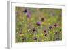 Flowering Meadow with Thistles (Cirsium Rivulare) and Buttercups (Ranunculus) Poloniny Np, Slovakia-Wothe-Framed Photographic Print