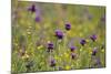 Flowering Meadow with Thistles (Cirsium Rivulare) and Buttercups (Ranunculus) Poloniny Np, Slovakia-Wothe-Mounted Photographic Print