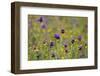 Flowering Meadow with Thistles (Cirsium Rivulare) and Buttercups (Ranunculus) Poloniny Np, Slovakia-Wothe-Framed Photographic Print